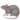 rat