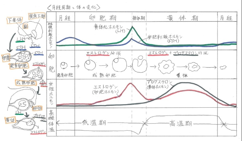月経期
