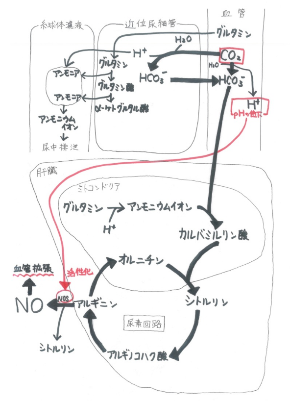 炭酸水の血流アップ効果