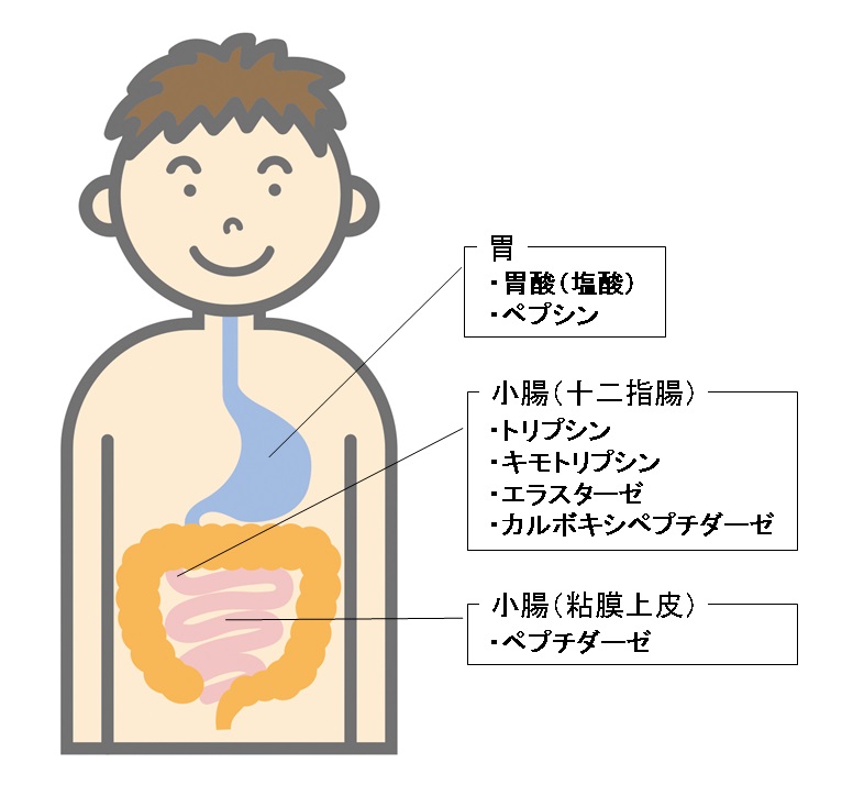 man_胃腸 [更新済み]