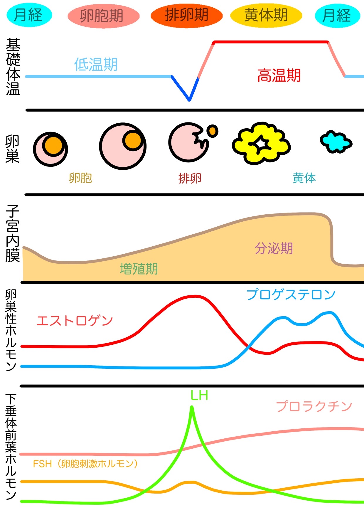 月経 