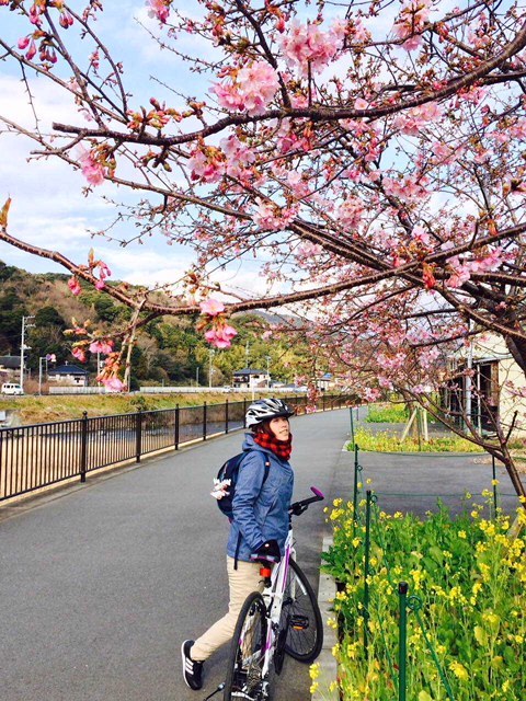 写真：初自転車旅行、河津で日本一早い桜狩り