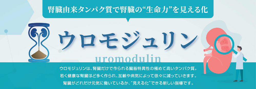 腎由来タンパク質で腎臓の“生命力を見える化「ウロモジュリン」” 